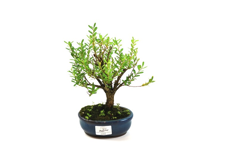 Bonsai Buxinho 02 anos - medida da planta (AxL) 19x19 centímetros