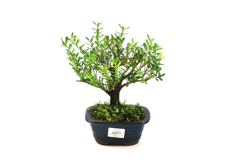 Bonsai Buxinho 03 anos - medida da planta (AxL) 20x21 centímetros