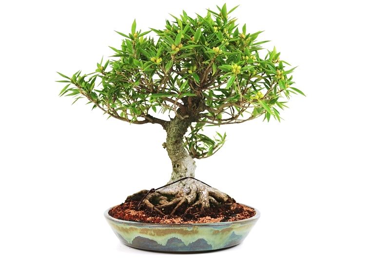 Bonsai Ficus Nerifolia 20 anos medida da planta (AxL) 45x47 cm