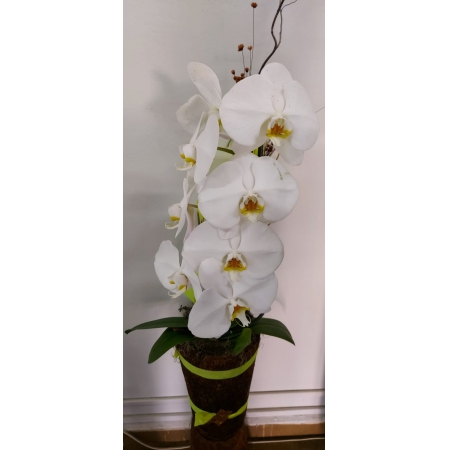 Orquídea Phalaenopsis cascata branca no cachepô