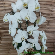 Orquídea Phalaenopsis  Cascata com 2 hastes 23101004