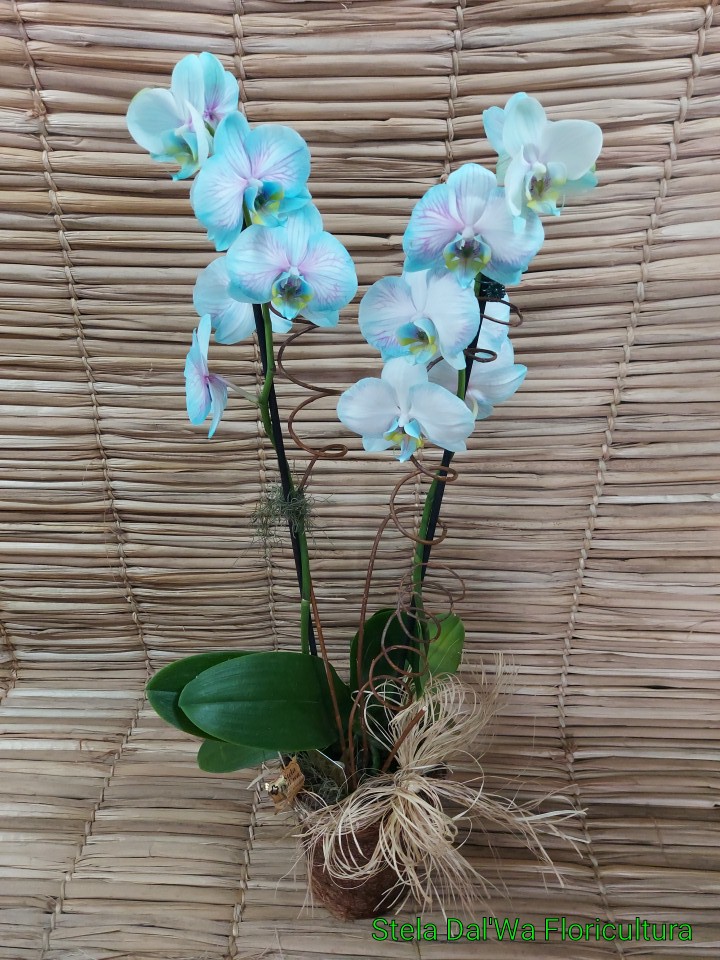 Orquídea Phalaenopsis 2H Frozen