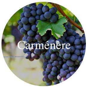 vinhos/carmenere