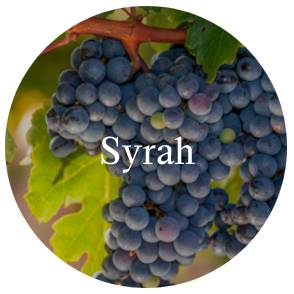 Vinhos/syrah