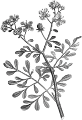 Imagem de uma flor na cor cinza