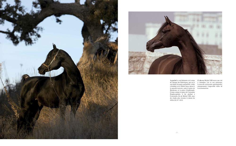 Livro  The Arabian Horses