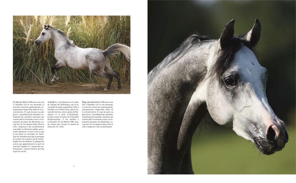 Livro  The Arabian Horses