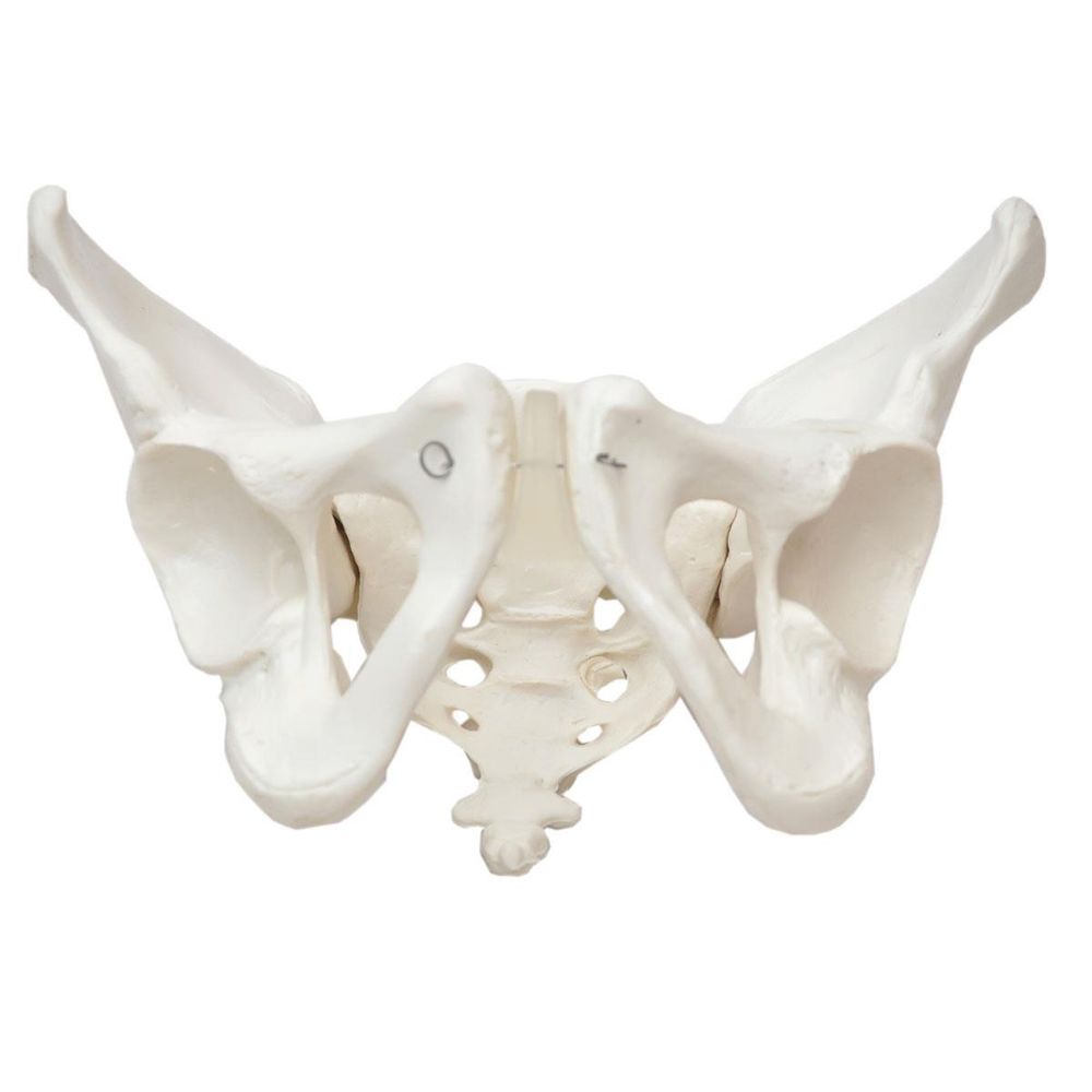 Esqueleto Pélvico Feminino Sd-5005 Sdorf