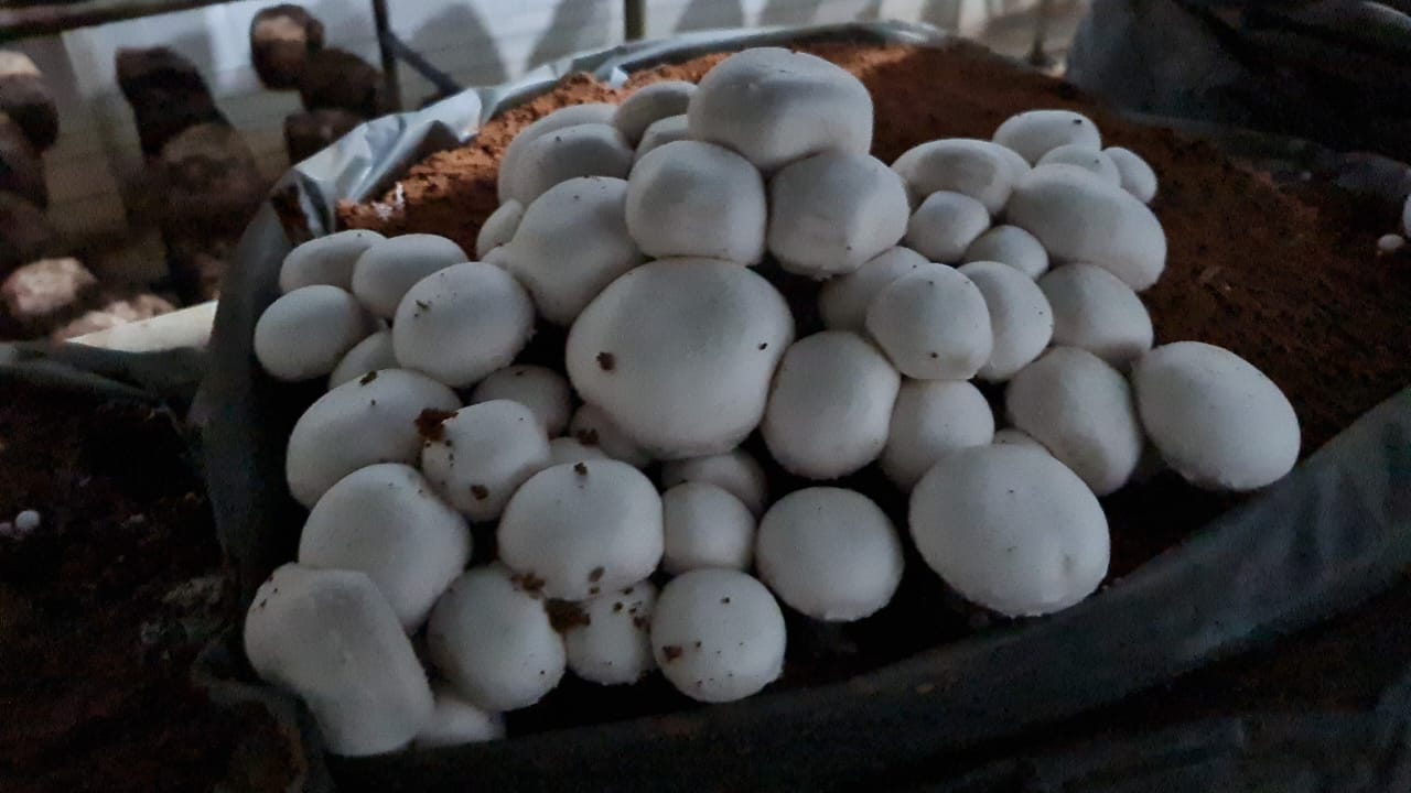 Curso PRESENCIAL Cultivo de Cogumelo Champignon/Porto Belo NA FAZENDA GUIRRA