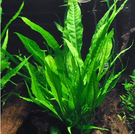 Plantas Microsorums