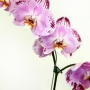 Orqui?dea phalaenopsis rosa
