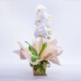 Orquídea Dia das Mães
