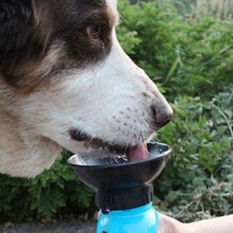 Bebedouro Aqua Dog Água Portátil Viagem Pet Cães Garrafa  - Mundo Thata