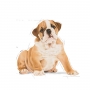 Ração Royal Canin Bulldog Inglês Puppy 12 KG
