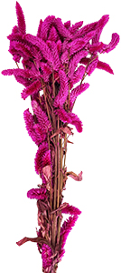 Buquê de Flores Secas Rabo de Gato Pink  - Loja Bellaria