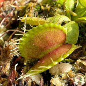 Planta Carnívora Dionaea Titan. - Foto 0