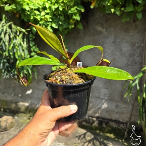 Planta Carnívora Nepenthes Ampullaria Tricolor x Black Miracle. - Foto 3
