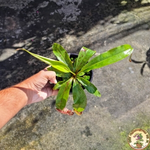 Planta Carnívora Nepenthes (Rafflesiana Kondo x White) x (Viking x Rafflesiana). - Foto 3
