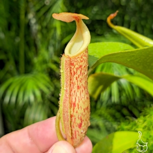 Planta Carnívora Nepenthes Veitchii x [Boschiana x (Truncata x Campanulata)]. - Foto 1