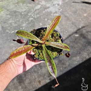Planta Carnívora Nepenthes (Viking x Ampullaria) x Ampullaria Black Miracle. - Foto 2