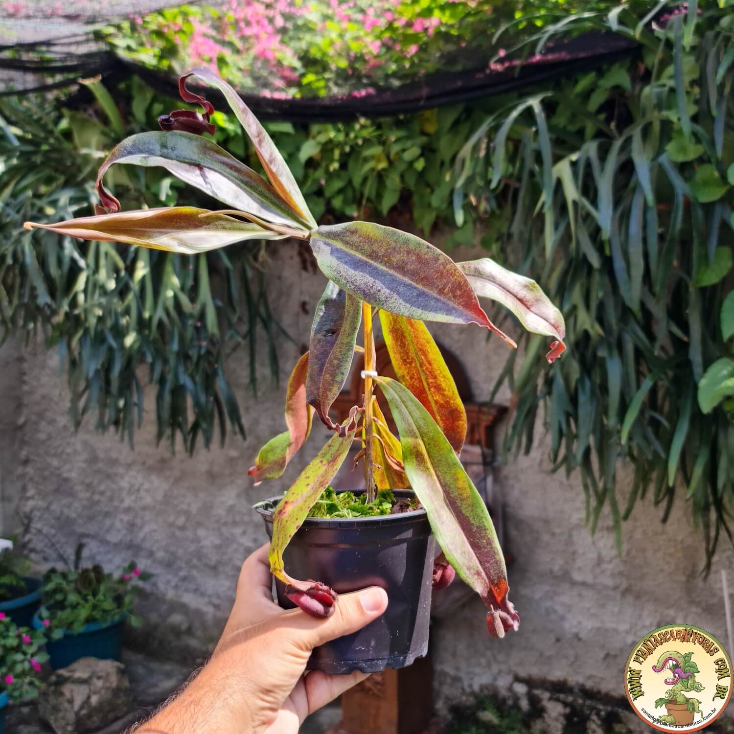 Planta Carnívora Nepenthes Mirabillis Wing x Ampullaria Black Miracle (com wing). - Foto 2