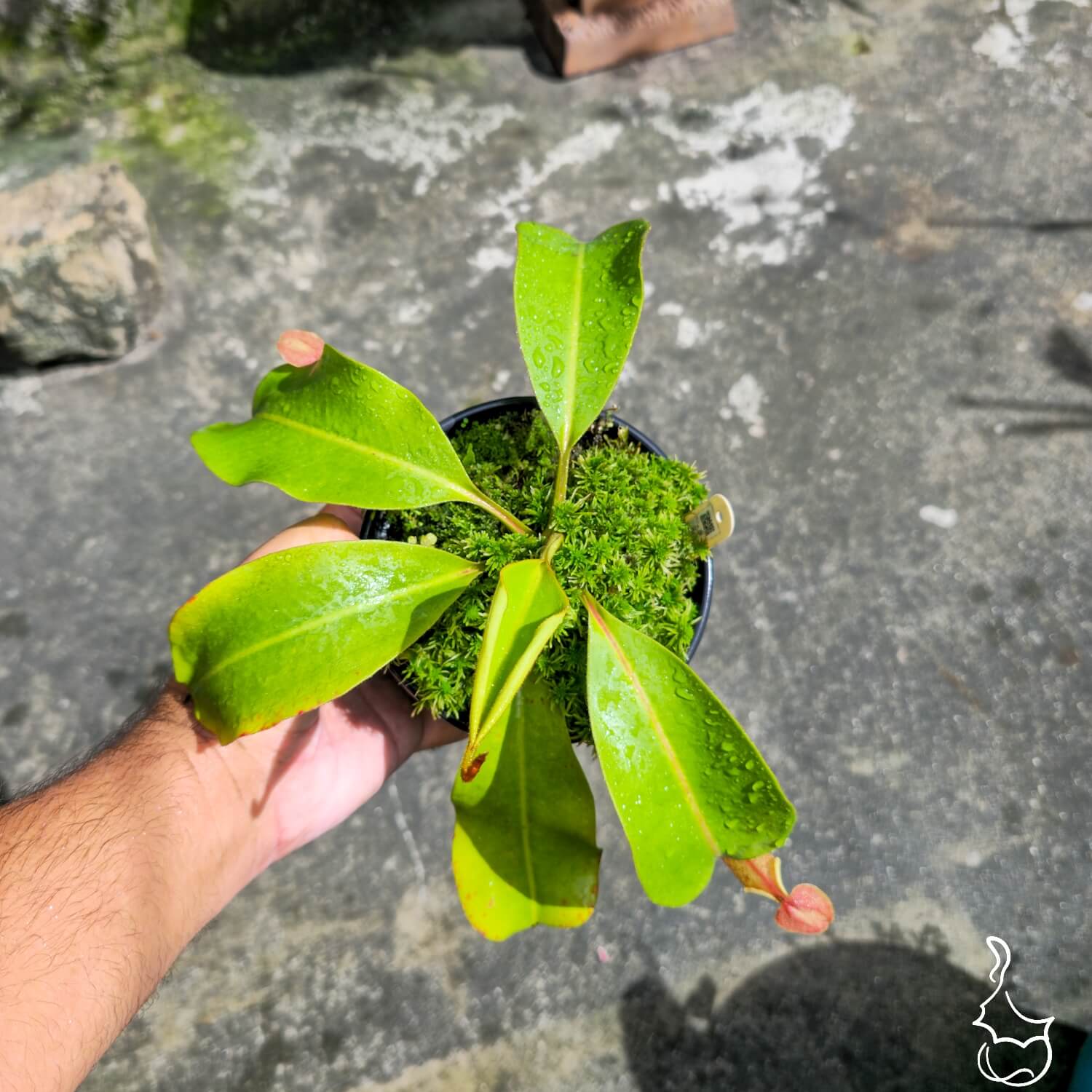 Planta Carnívora Nepenthes Veitchii x [Boschiana x (Truncata x Campanulata)]. - Foto 3
