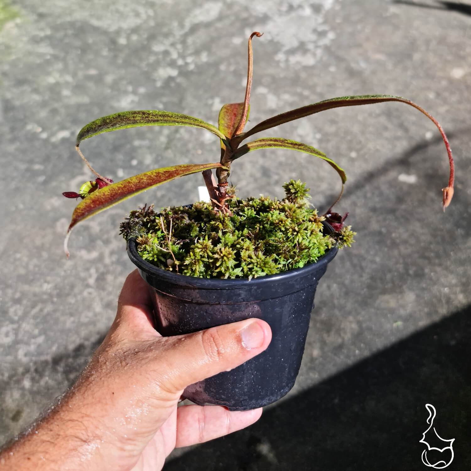 Planta Carnívora Nepenthes (Viking x Ampullaria) x Ampullaria Black Miracle. - Foto 3