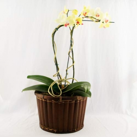 Orquídea Amarela Phalaenopsis