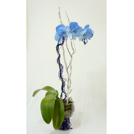 Orquídea Azul - Phalaenopsis Azul 01 haste