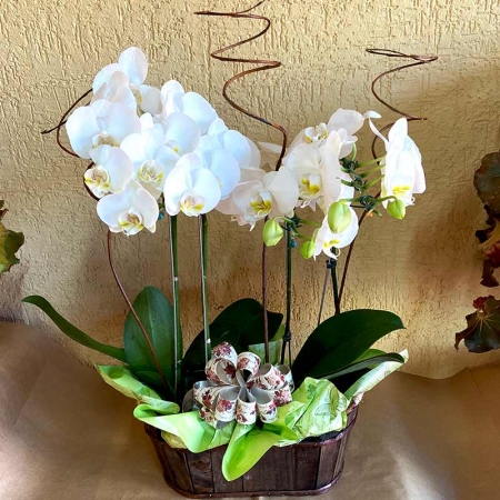 Orquídea Branca 4 hastes Elegância e Sofisticação!