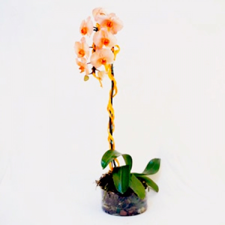 Orquídea Laranja - Exuberância (Cor tingida artificialmente)