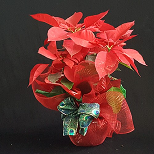 Flor de Natal Vermelha  - Batista Reis - Flores Online