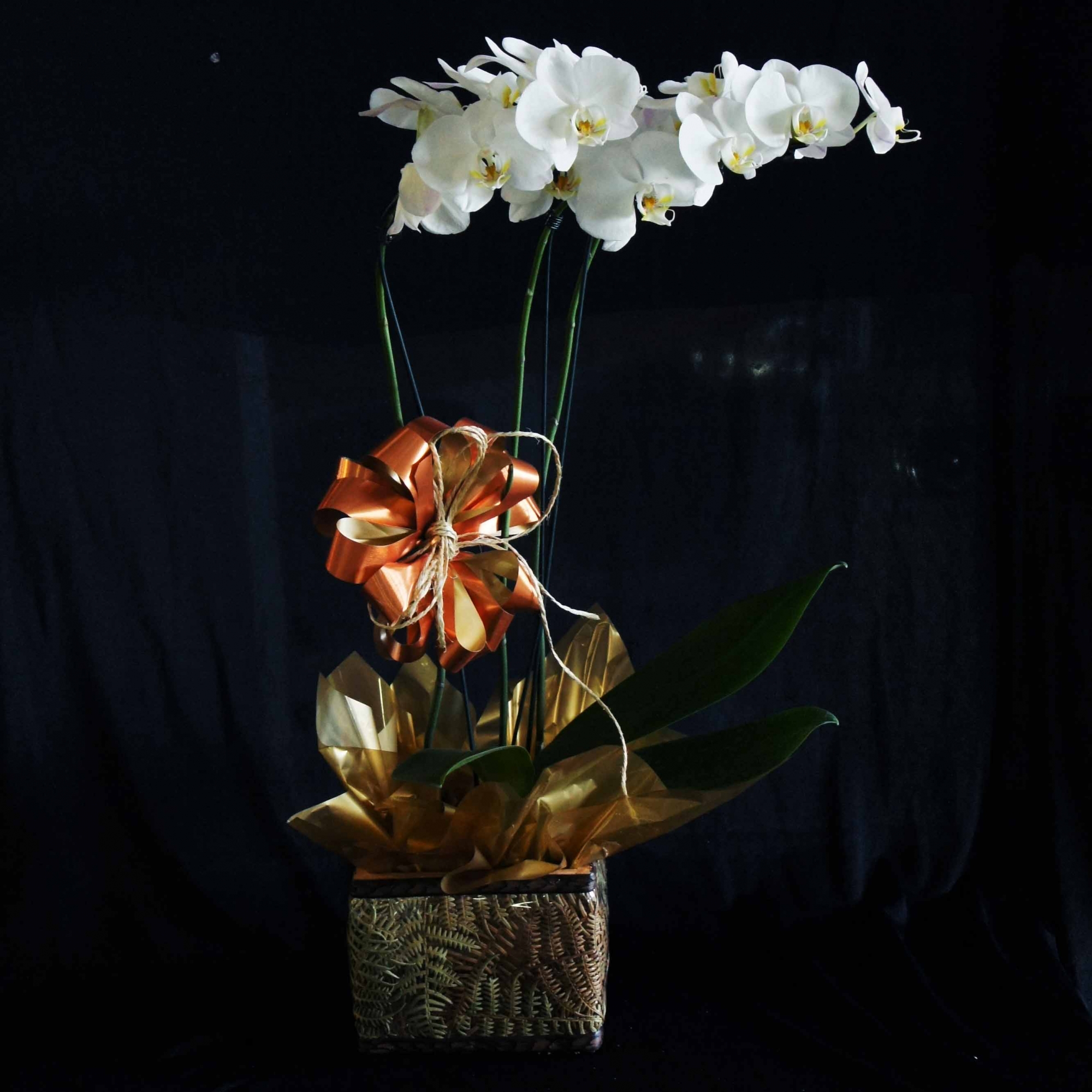Orquídea 03 hastes - Sofisticada e Elegante!  - Batista Reis - Flores Online