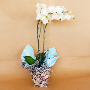 Orquídea Branca - Amizade é Tudo - Phalaenopsis 02 hastes  - Batista Reis - Flores Online
