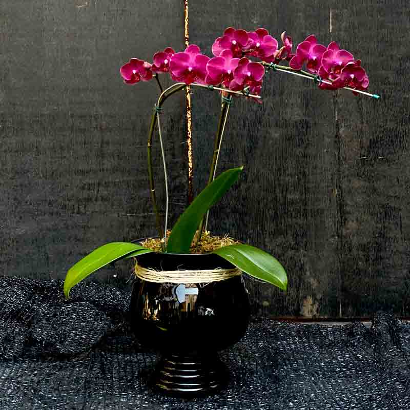 Orquídea Lilás - Jarro de Vidro Preto  - Batista Reis - Flores Online