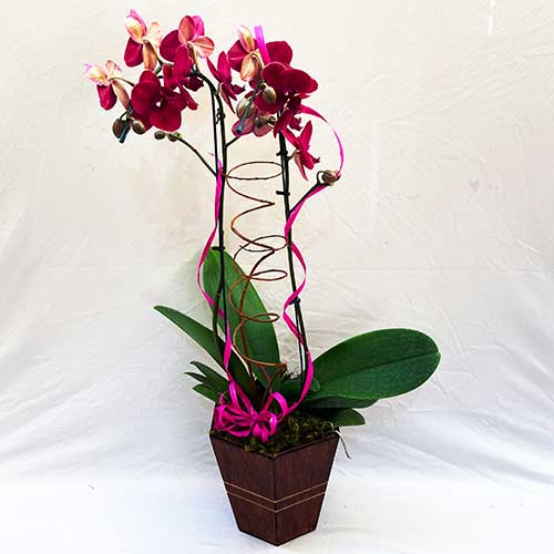 Orquídea Phalaenopsis Vinho com 2 hastes  - Batista Reis - Flores Online