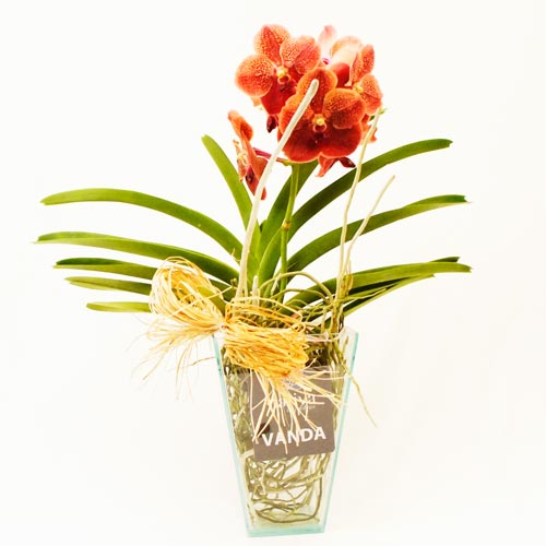 Orquídea Vanda Laranja - Exótica e Exuberante Vanda  - Batista Reis - Flores Online