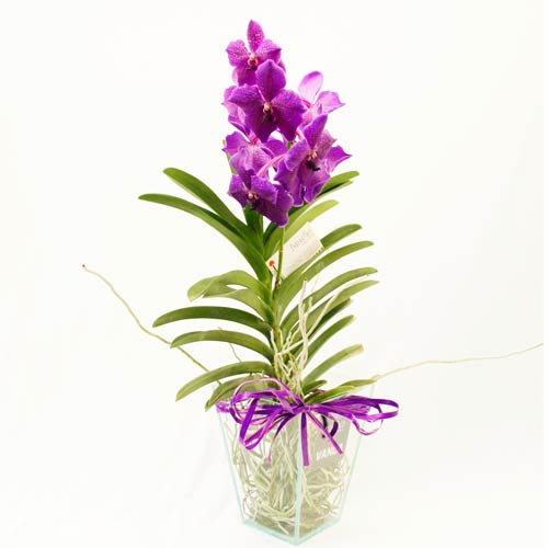 Orquídea Vanda Lilás Escura - Intensa Vanda  - Batista Reis - Flores Online