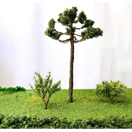 Araucária 15 cm - HOBBY TREES - ARA