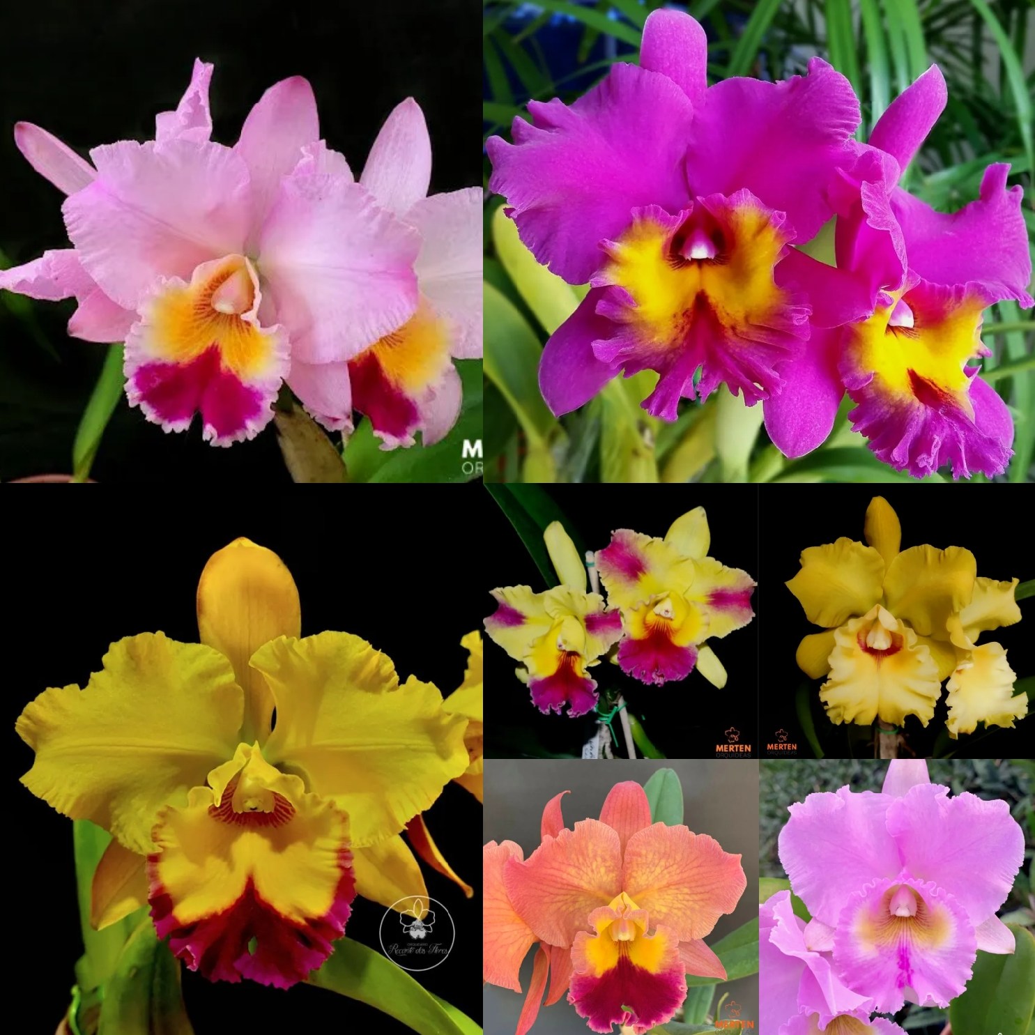 PACOTE DE CATTLEYA - plantas adultas - Merten Orquídeas - Loja Online - Suas novas orquídeas