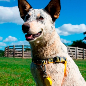 Peitoral para Cachorro Anti Puxão com Fivela Curva em Nylon Outdoor