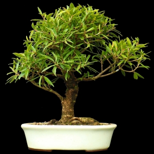 Ficus nerifolia - 16 anos - 44cm - Foto 0