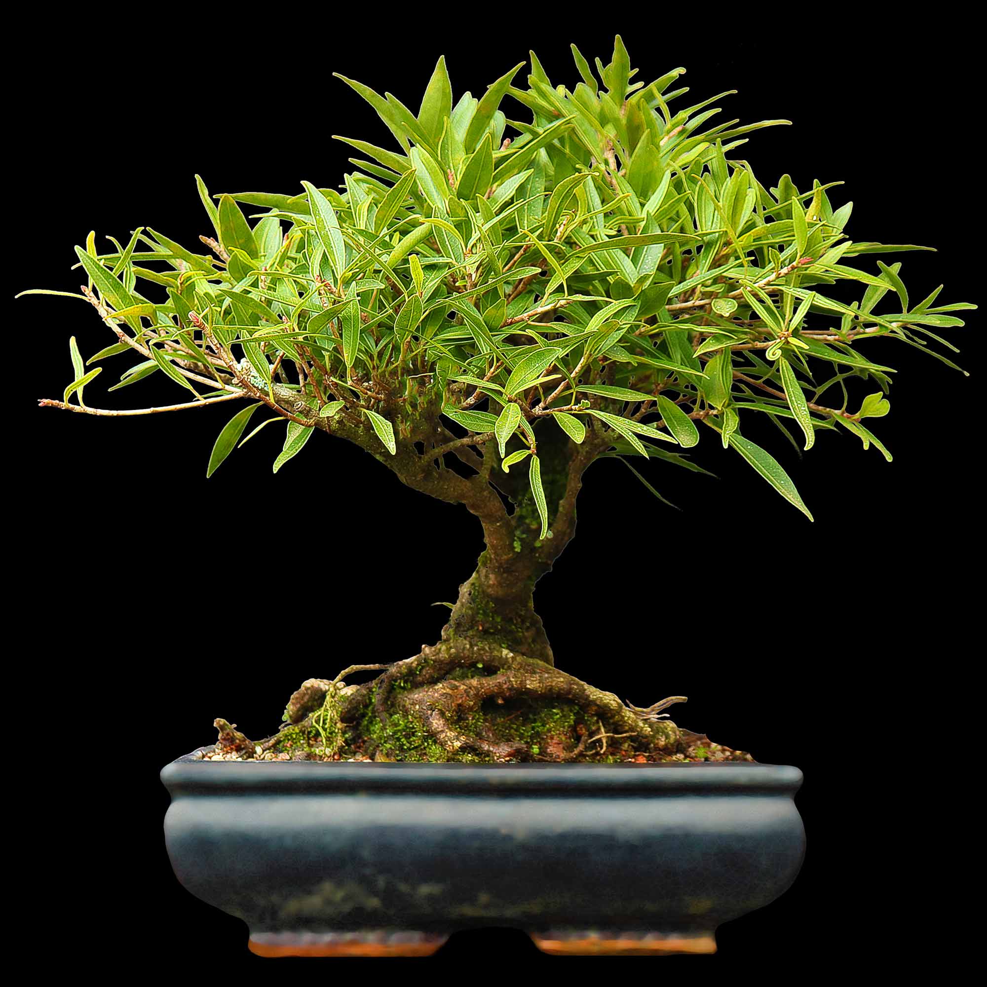 Ficus nerifolia - 12 anos - 34cm - Foto 0