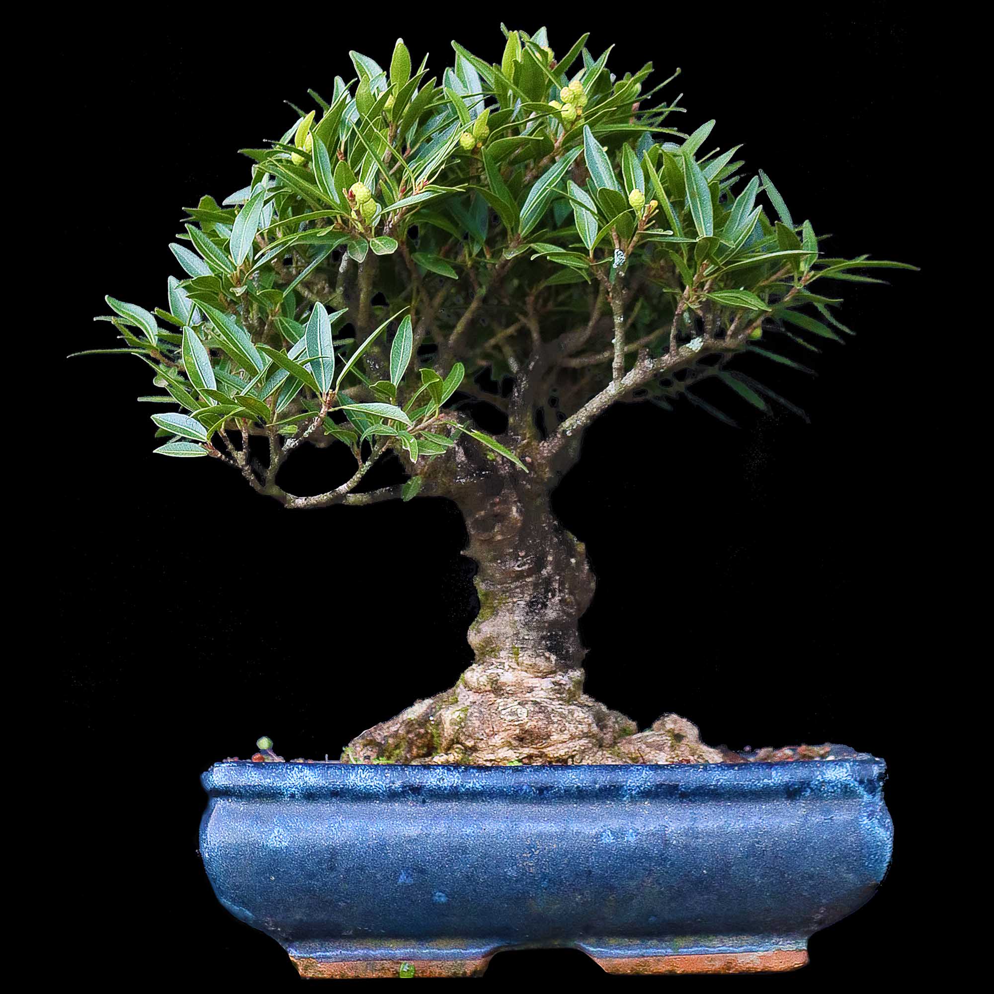 Ficus nerifolia - 15 anos - 34cm - Foto 0