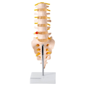 Coluna Vertebral Lombar - Anatomic - TGD-0145-B