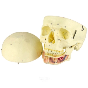 Crânio Clássico, com Mandíbula Aberta, em 2 Partes - Anatomic - TGD-0102-B