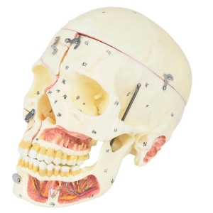 Crânio Humano Adulto c/ Mandíbula, Vasos e Nervos em 10 Partes - Sdorf - SD-5006/E