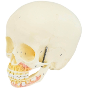 Crânio Humano Infantil c/ Mandíbula, Vasos e Nervos em 2 Partes - Sdorf - SD-5006/F