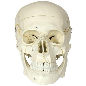 Crânio Numerado, Em 2 Partes - Anatomic - Tgd-0102-N