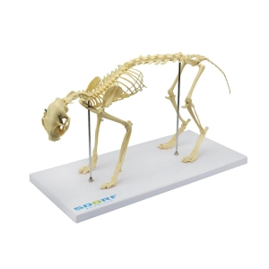 Esqueleto de Gato (resina Plástica) - Sdorf - SD-9200